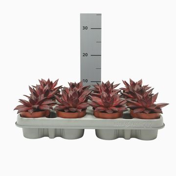 Echeveria agavoides 'Atlas'