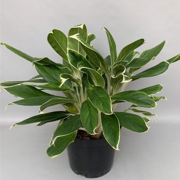 Aglaonema 'White Lime'