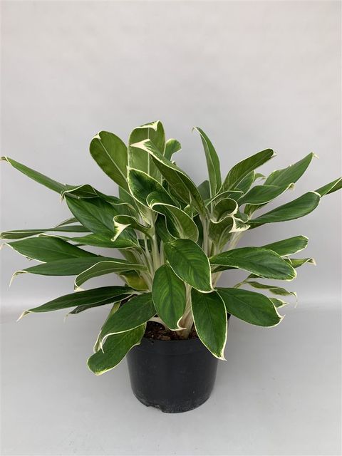 Aglaonema 'White Lime'