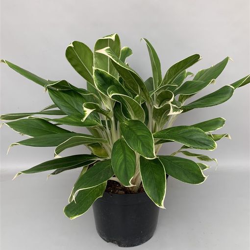 Aglaonema 'White Lime'