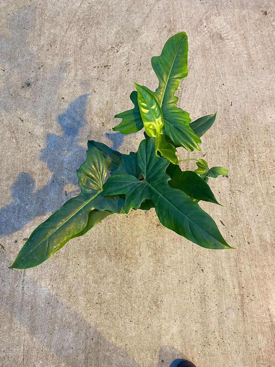 Philodendron 'green Dragon' — Plant Wholesale Floraccess