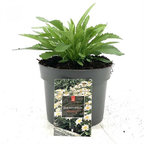 Leucanthemum 'Madonna'
