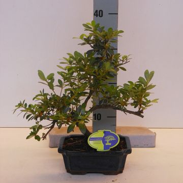 Rhododendron indicum