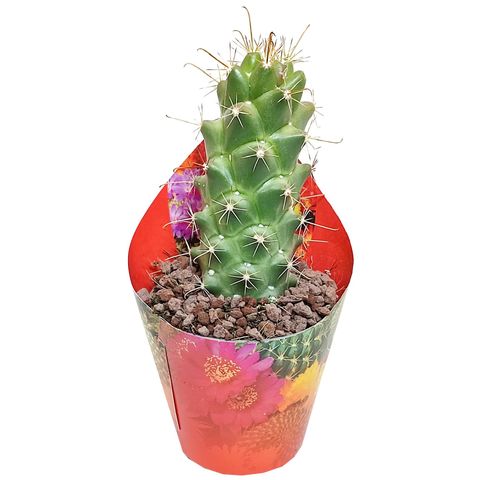 Mammillaria poselgeri