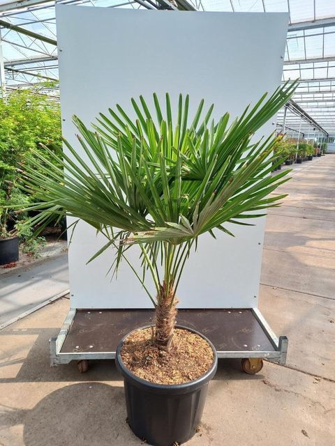 Trachycarpus fortunei