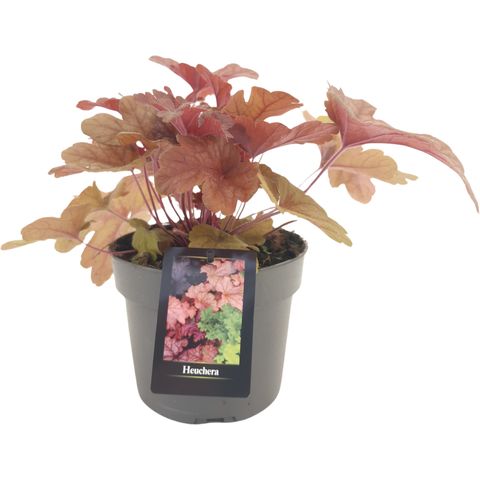 x Heucherella 'Mojito'