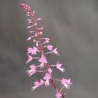 Stenoglottis longifolia