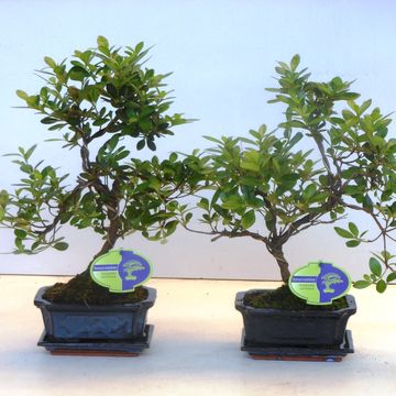 Rhododendron indicum