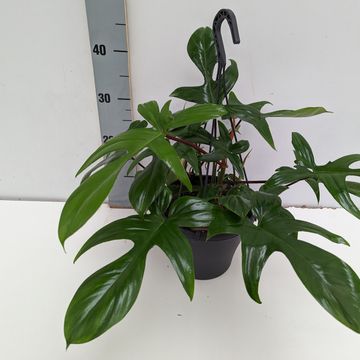Philodendron FLORIDA GREEN