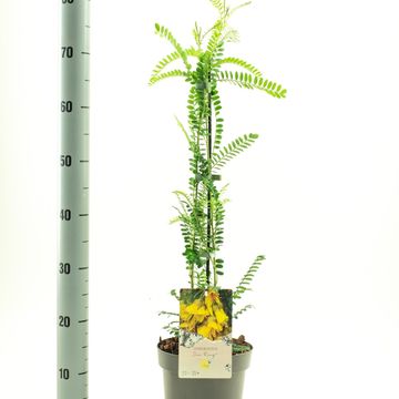 Sophora microphylla SUN KING