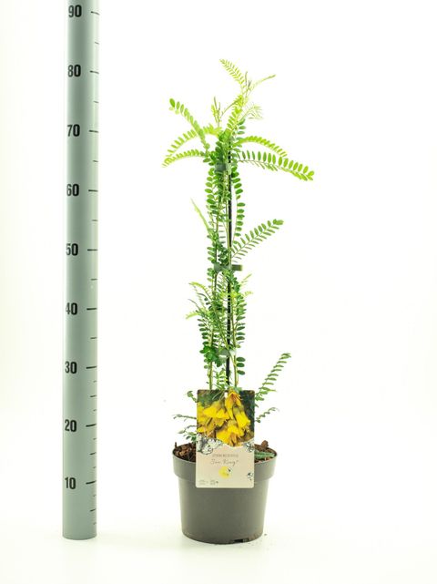Sophora microphylla SUN KING