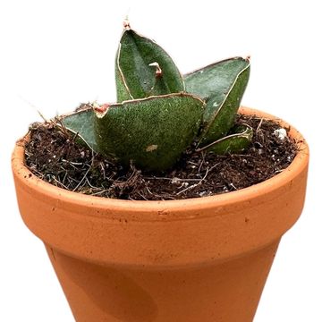 Sansevieria 'Opera House'
