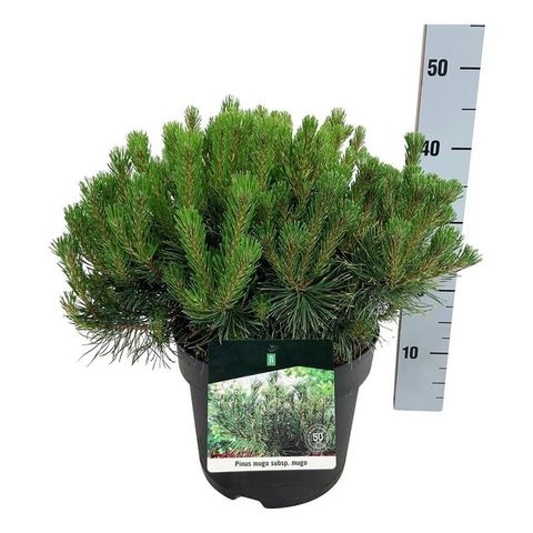 Pinus mugo mugo