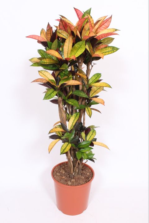 Trojskrzyn variegatum 'Mrs Iceton'