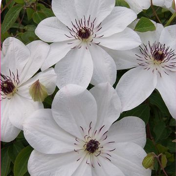 Clematis WHITE PEARL (EL)