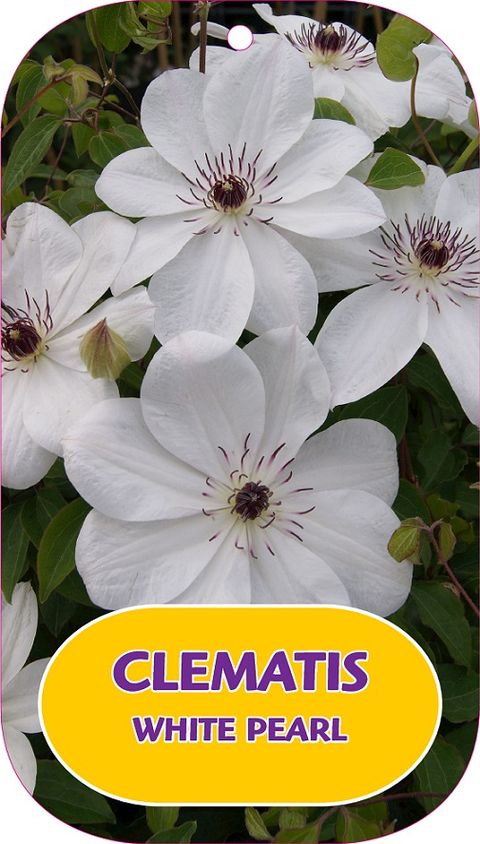 Clematis WHITE PEARL (EL)