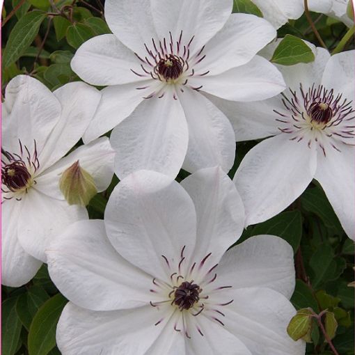 Clematis WHITE PEARL (EL)