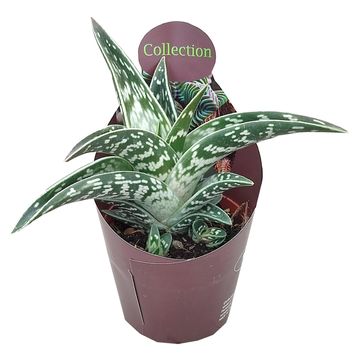 Aloe variegata 'Compacta'