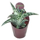 Aloe variegata 'Compacta'