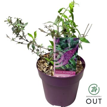 Buddleja BUZZ PINK PURPLE