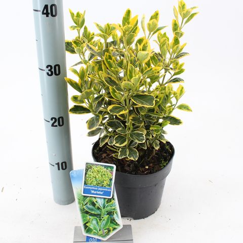 Euonymus japonicus 'Marieke' — Groothandel in planten FlorAccess
