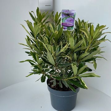 Rhododendron ponticum 'Вариегатум'