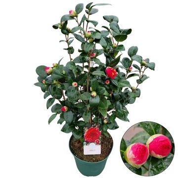 Camellia japonica 'Dr. King'