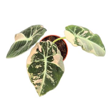 Alocasia 'Black Velvet Variegata'