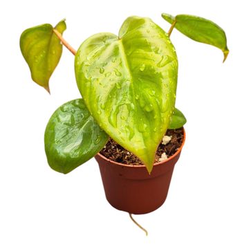 Philodendron billietiae x pastazanum