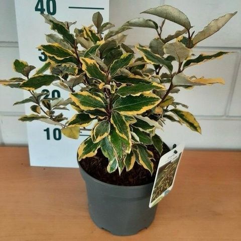 Elaeagnus x ebbingei 'Viveleg'