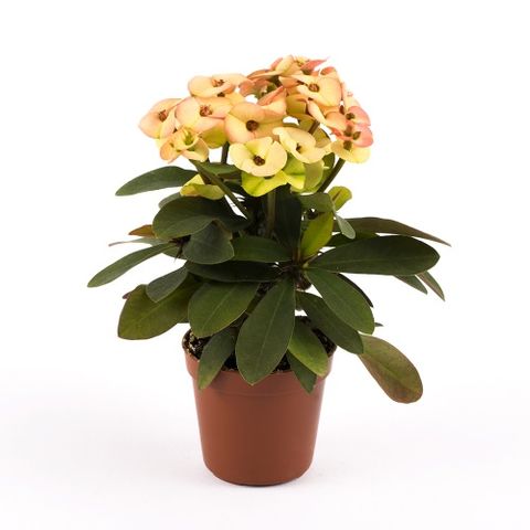 Euphorbia 'Hera'