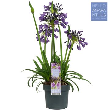 Agapanthus EVERPANTHUS POPPIN' PURPLE