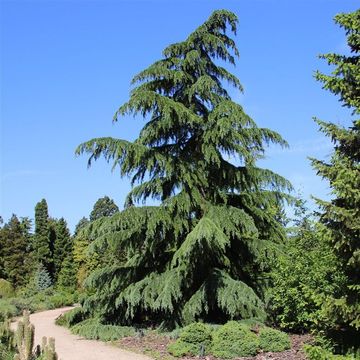 Cedrus deodara