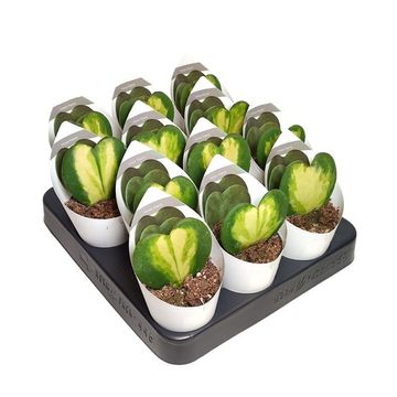 Hoya kerrii 'Variegata'