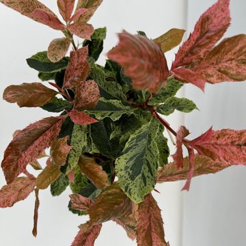 Photinia serratifolia PINK CRISPY