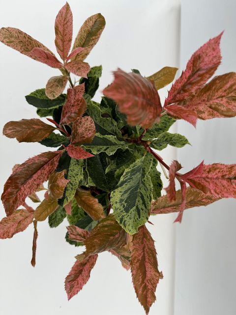 Photinia serratifolia PINK CRISPY