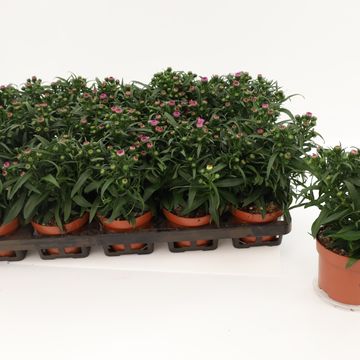 Aster STARLETTA PINK