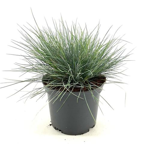 Festuca glauca 'Elijah Blue'
