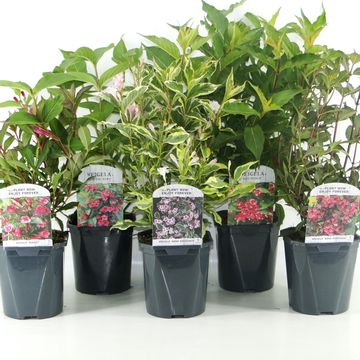 Weigela MIX