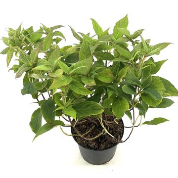 Hydrangea involucrata