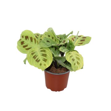 Maranta 'Light Veins'