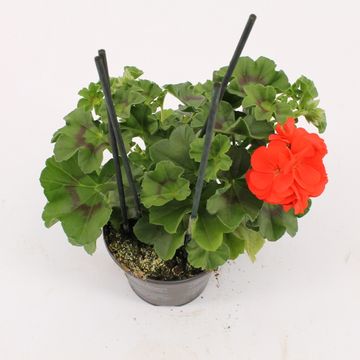 Pelargonium ROYAL FIRE