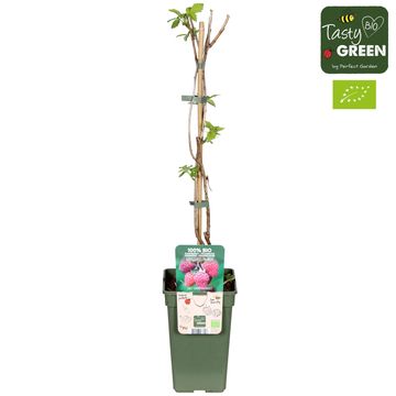 Rubus idaeus 'Tulameen'