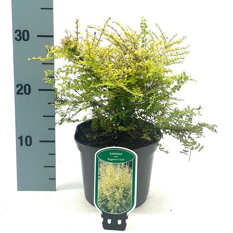 Lonicera nitida 'Baggesen's Gold'