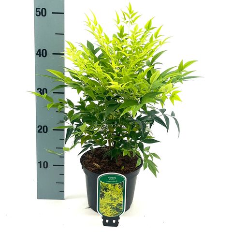 Nandina domestica MAGICAL LEMON & LIME