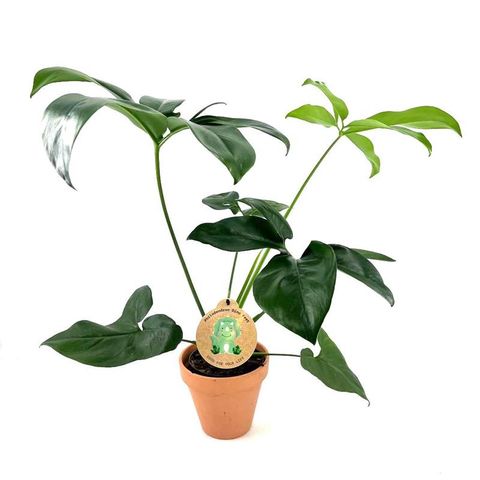 Philodendron 'Green Wonder'