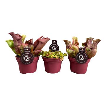 Carnivorous plants MIX