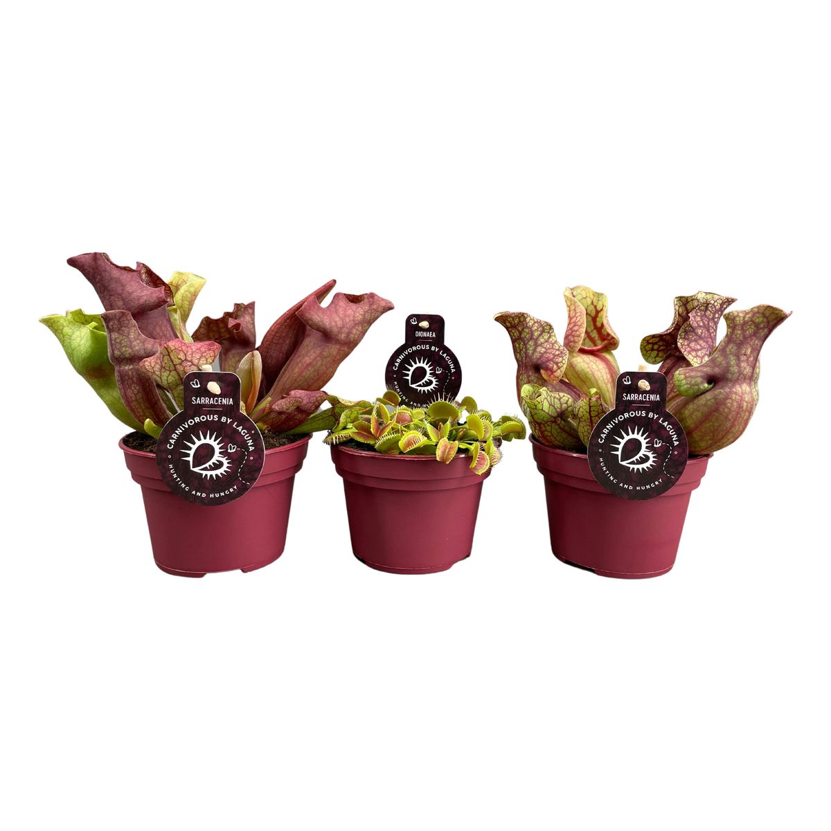 Carnivorous plants MIX — Plant Wholesale FlorAccess