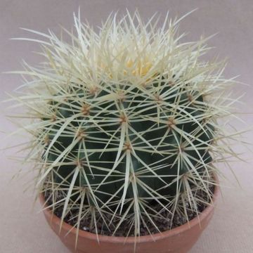 Echinocactus grusonii