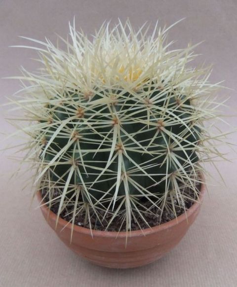 Echinocactus grusonii